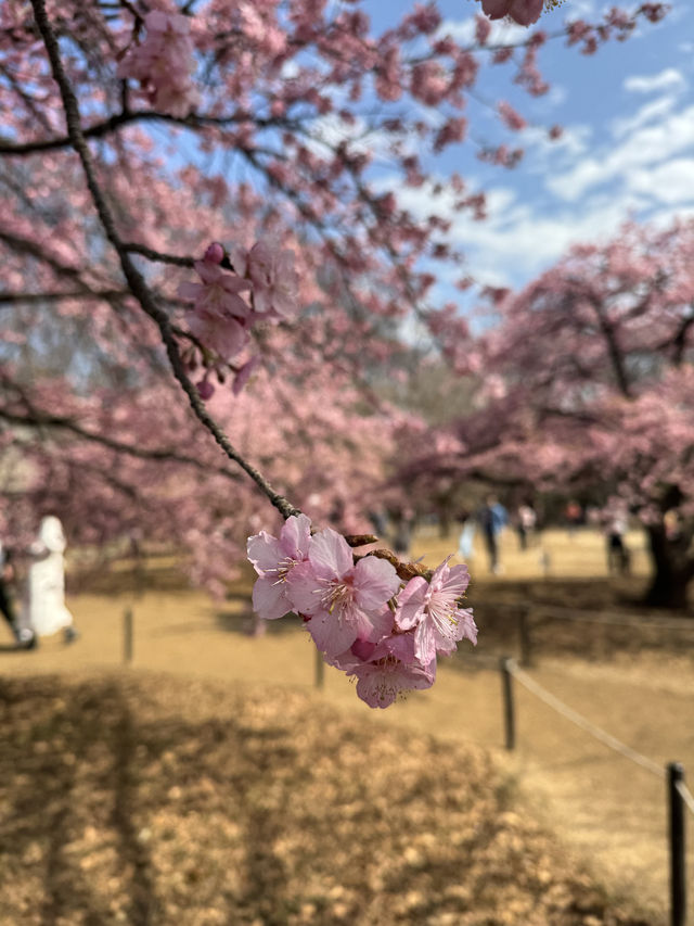 代々木公園での楽しいひととき