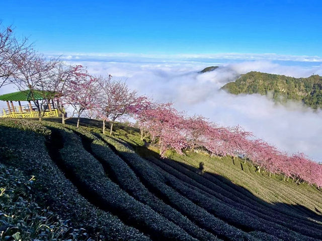 櫻舞竹韻，春映文化園