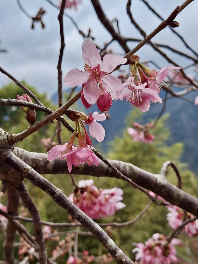 雲間櫻語，春醉司馬庫斯