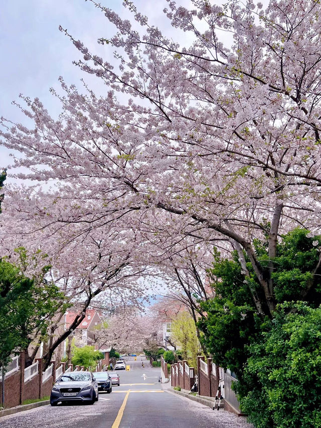 櫻映迎月，春漫東萊