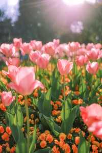 上海市區這片鬱金香花海已經盛開 3.21 實況