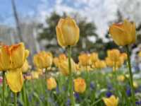 閘北公園更值得去拍春花的三大理由