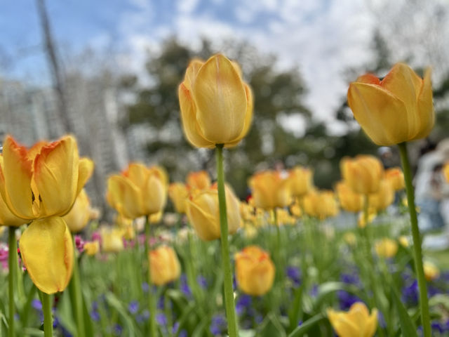 閘北公園更值得去拍春花的三大理由