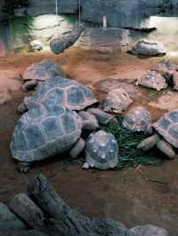 春天就應該去動物園逛逛！上海動物園已經更上一層樓喇