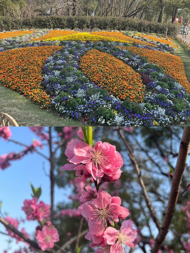 2025上海共青森林公園保姆級攻略
