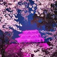🌸福岡遊之舞鶴公園賞櫻🌸 