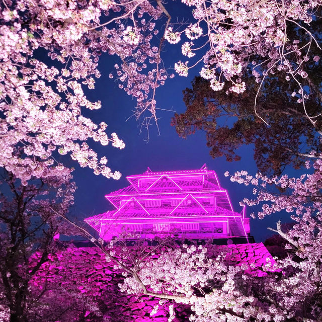 🌸福岡遊之舞鶴公園賞櫻🌸 