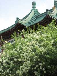 長沙烈士公園春日木繡球花海：古風與自然的詩意碰撞