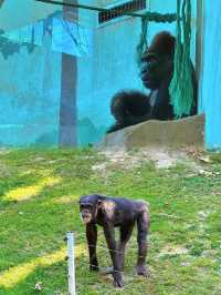 上海動物園 5 大必睇動物，萌翻你！