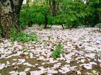 Purple Bamboo Park in Beijing: Pure Tranquility Hideout