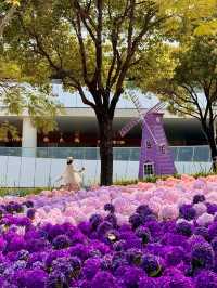 🌸珠海限定！城市客廳繡球花海來襲  
