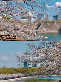 日本大阪賞櫻‖打卡避坑攻略