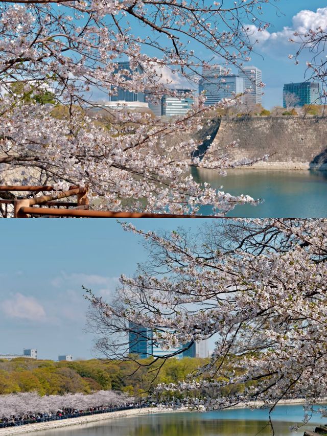 日本大阪賞櫻‖打卡避坑攻略