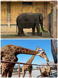 與長頸鹿共進早餐！南通森林動物園暴走秘笈