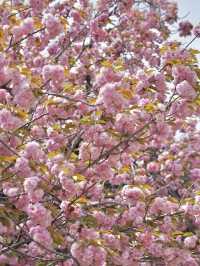 🌸新宿御苑 | 東京櫻花季的夢幻之約🌸