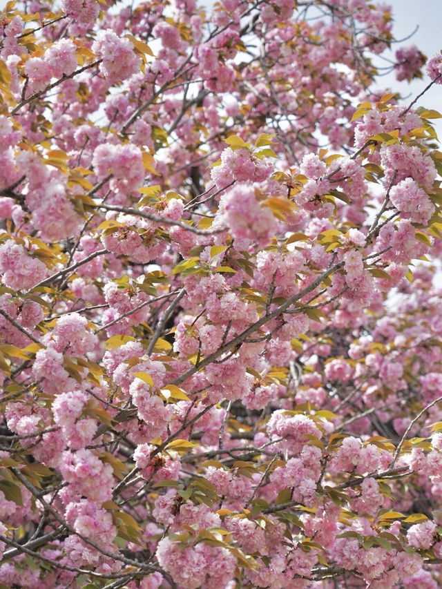 🌸新宿御苑 | 東京櫻花季的夢幻之約🌸