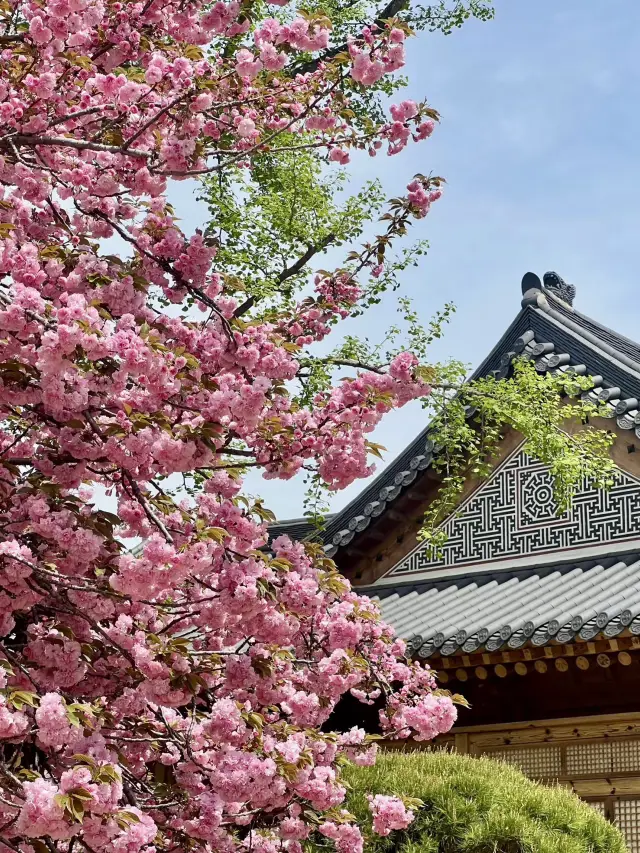 Cherry Blossoms Dancing Lightly: A Whisper of Spring on National Assembly Avenue