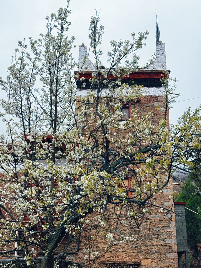 以藏式建築為背景嘅梨花先至係積致美學