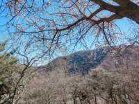 走近香山，走進春天