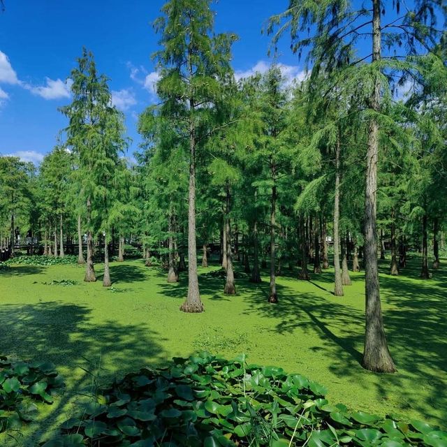 探索合肥「天然氧吧」，邂逅城市裡的綠野仙蹤