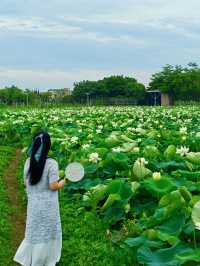 影相效果真係唔錯嘅珠海免費荷花衝