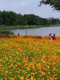 週末漫步白雲湖，沉醉格桑花嘅詩意時光