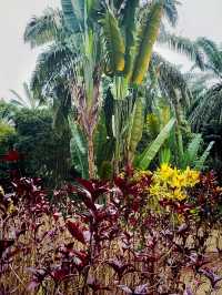 Hunan Botanical Garden: A Floral Diversity Book in Changsha