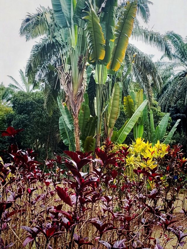 Hunan Botanical Garden: A Floral Diversity Book in Changsha