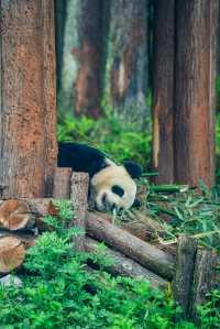 熊貓起源地鄧池溝奇妙之旅，真係好好玩