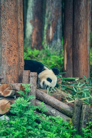 The Wonderful Journey to the Origin of Pandas at Dengchigou - Truly Amazing Fun