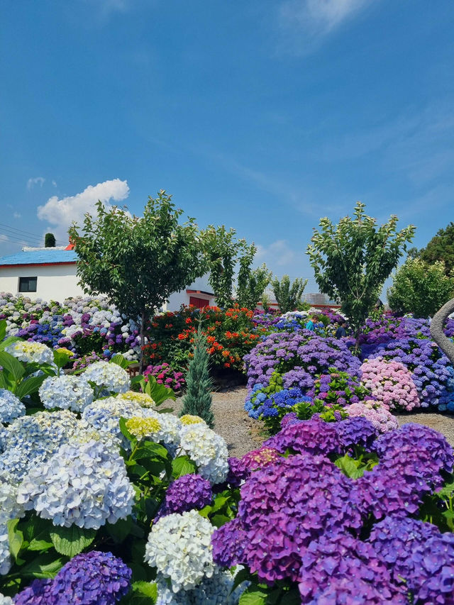 🌸濟州島西歸浦市繡球花園 | 夏日限定浪漫