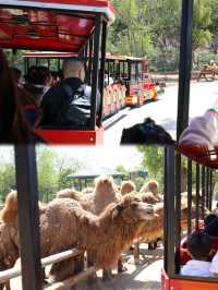 懶人式湊仔好去處——紫清湖旅遊區