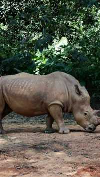 聽勸廣州長隆野生動物園南門入真係正