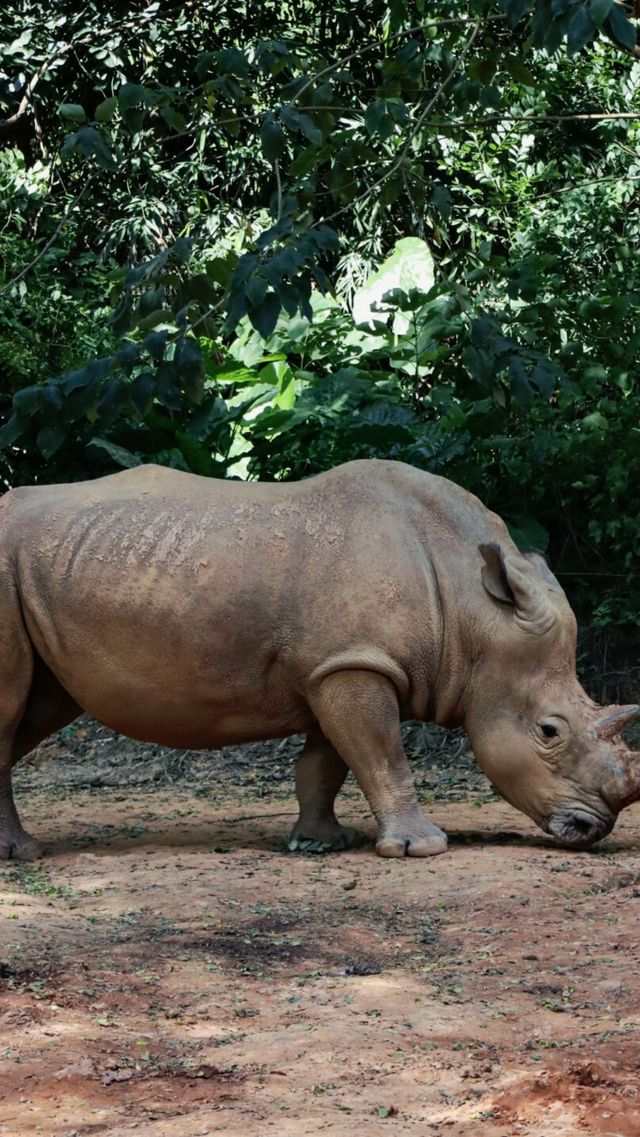 聽勸廣州長隆野生動物園南門入真係正