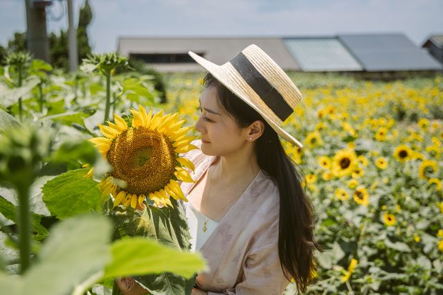 黃綠色的交響，光與熱的盛宴 入目無他人，四下皆是你 我在向日葵花田等你 ————禪