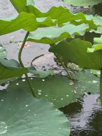 雨中漫步圓明園