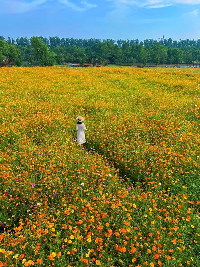 上海初夏第一片花海已經上線了