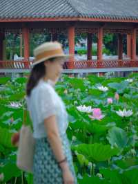 🪷 廣州夏日限定｜螺湧公園荷花拍照全攻略