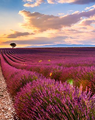 Travel Guide to Lavender Viewing in Digne-les-Bains, France