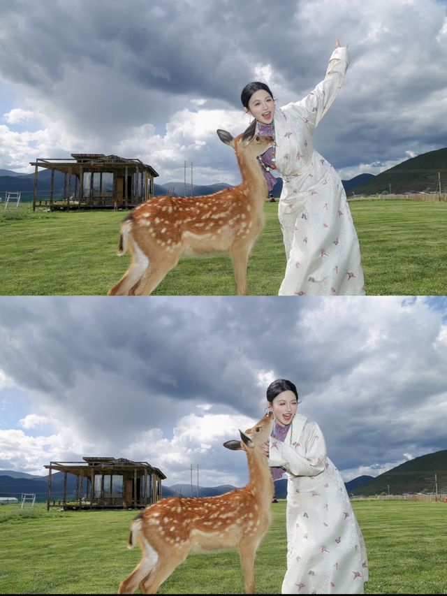 與小鹿共度假期的香格里拉莊園！