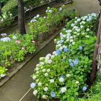 【東京賞繡球花秘地！多摩川台公園人少花又多～】