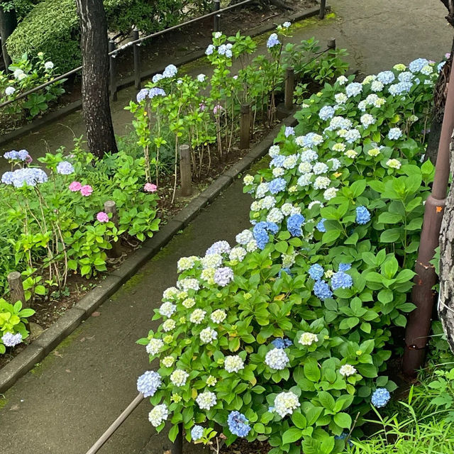 【東京賞繡球花秘地！多摩川台公園人少花又多～】