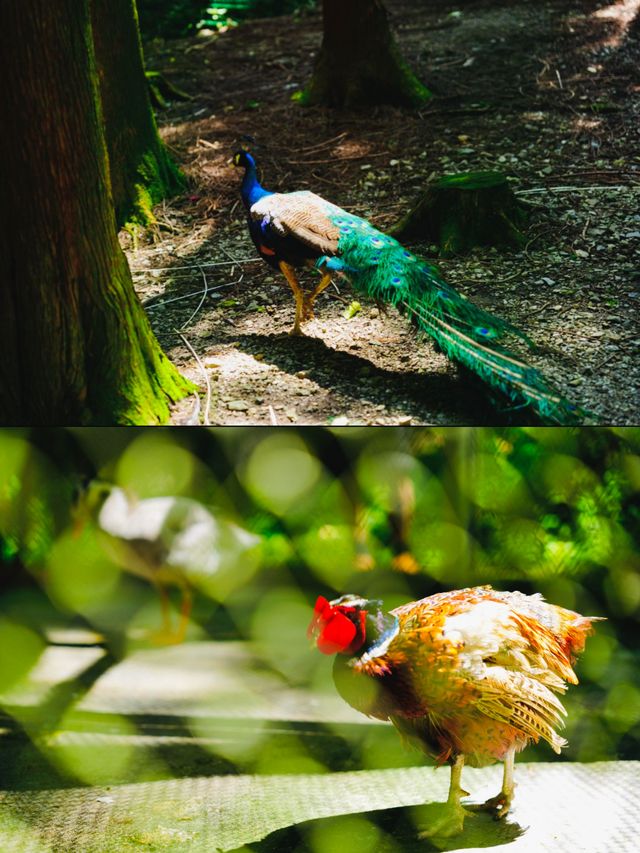 成都周邊1.5小時 | 行山避暑、玩水、睇動物