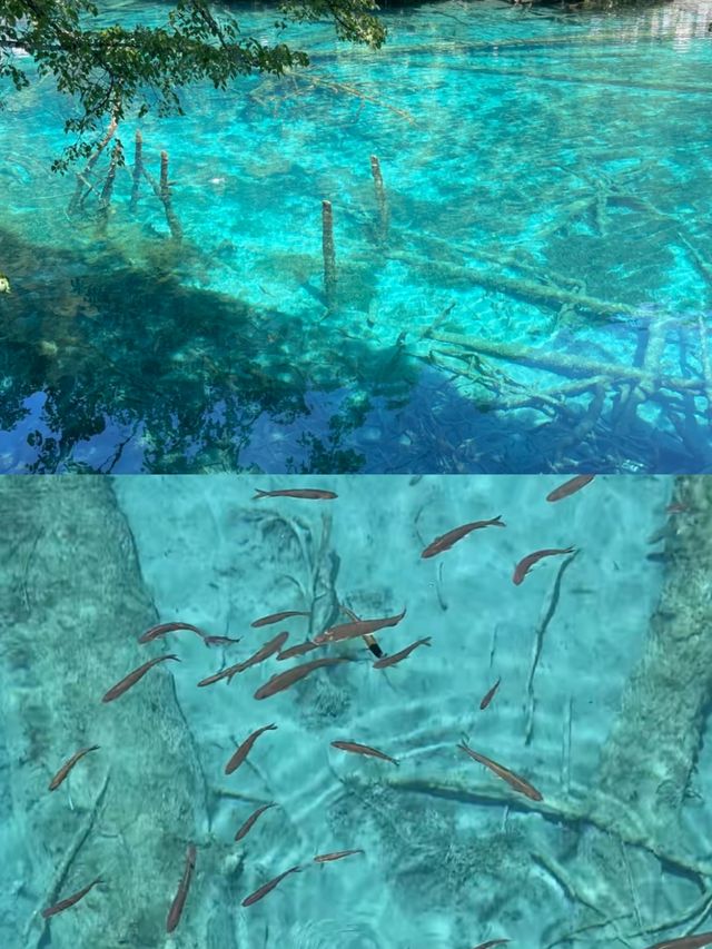 九寨溝已回，亂讀中。。。