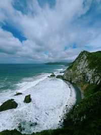 Roaring Bay遊覽攻略：探秘黃眼企鵝的隱秘棲息地
