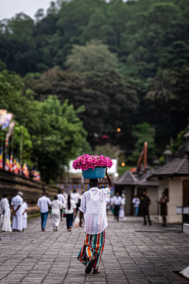 早上起來先去走一走寺廟的外圍，