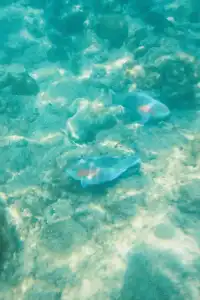 島民生活太快樂了