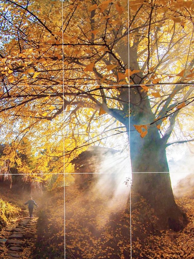 江西萬安銀杏古村 江西萬安銀杏古村