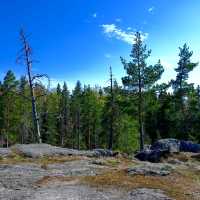 🚴‍♀️ Bicycle Tour Through Helsinki’s Forests: Urban Nature at Its Best