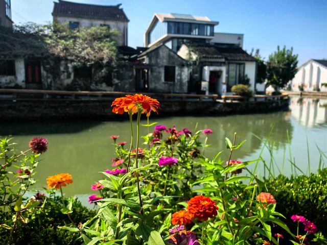 江南秘境蘇州太平老街古銀杏+禪寺攻略 江南秘境蘇州太平老街古銀杏+禪寺攻略